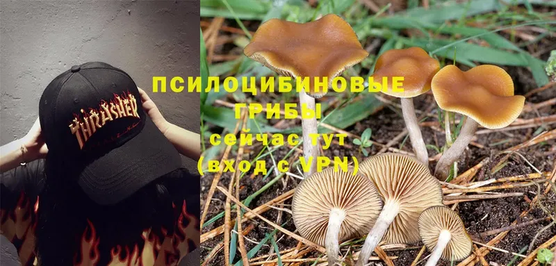 дарнет шоп  Заречный  Псилоцибиновые грибы Psilocybe 